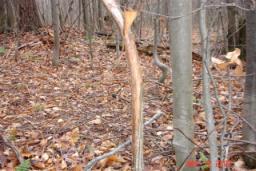 DEER CAMP 2007 015.jpg